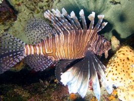 Lionfish IMG 7145